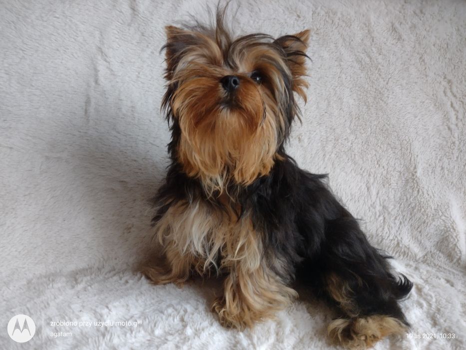 Czarny piesek Yorkshire terrier