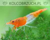 Krewetka ORANGE RILI - Neocaridina - Caridina - dowóz, wysyłka