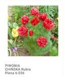 Piwonia czerwona