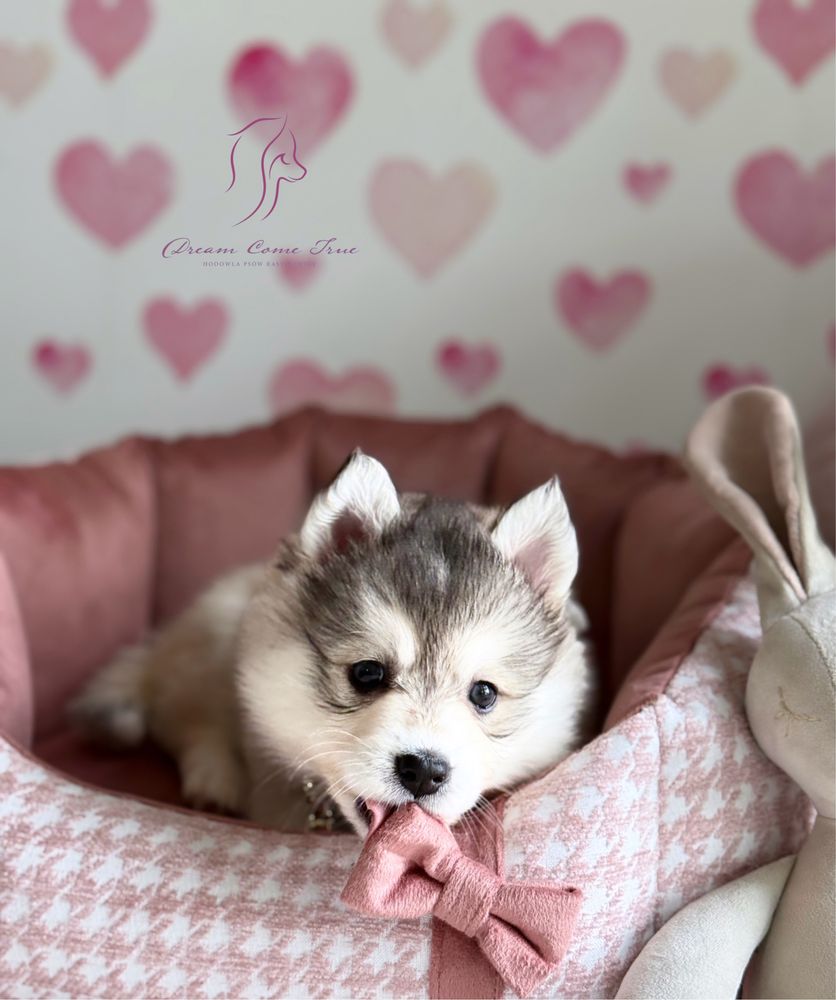 Pomsky ( Mini Husky )