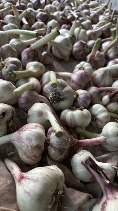 Продам часник домашній