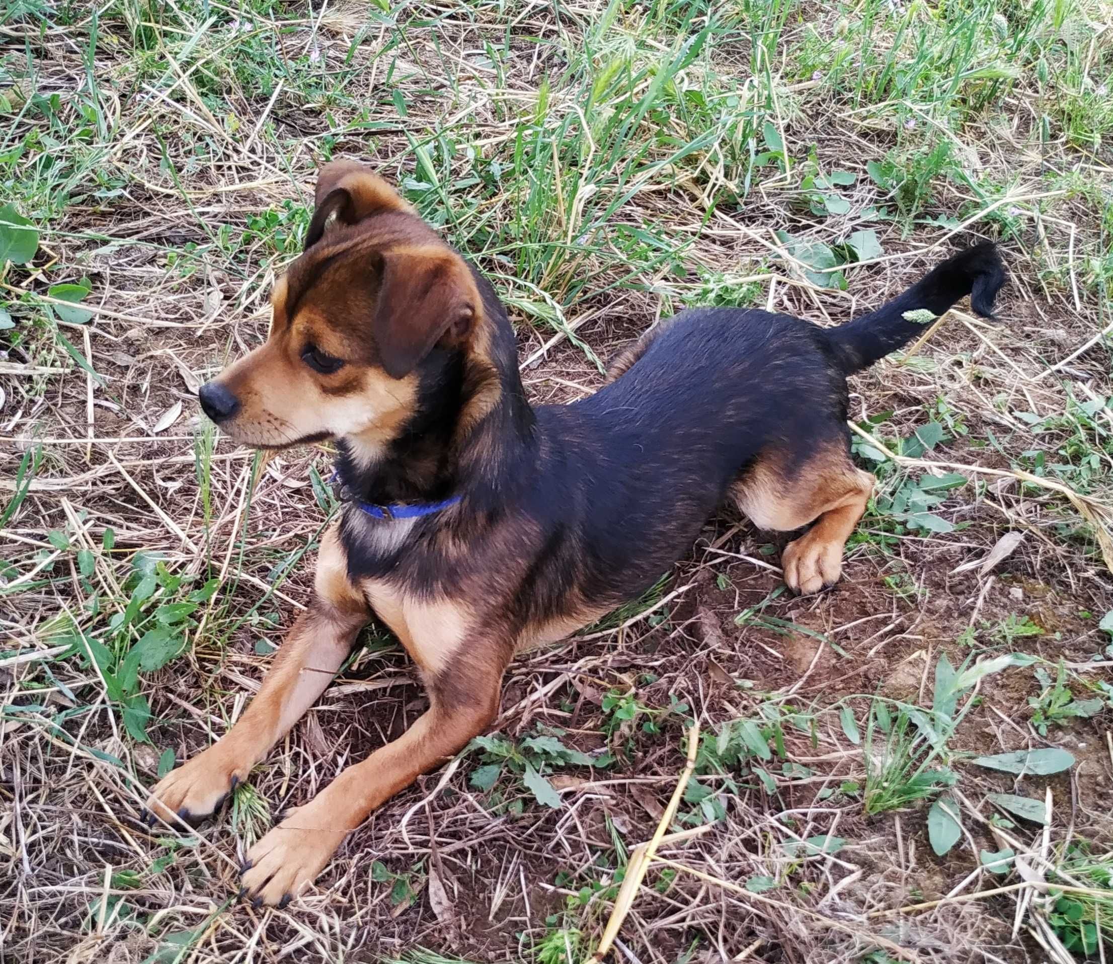 cachorrinho  muito dócil para adoção