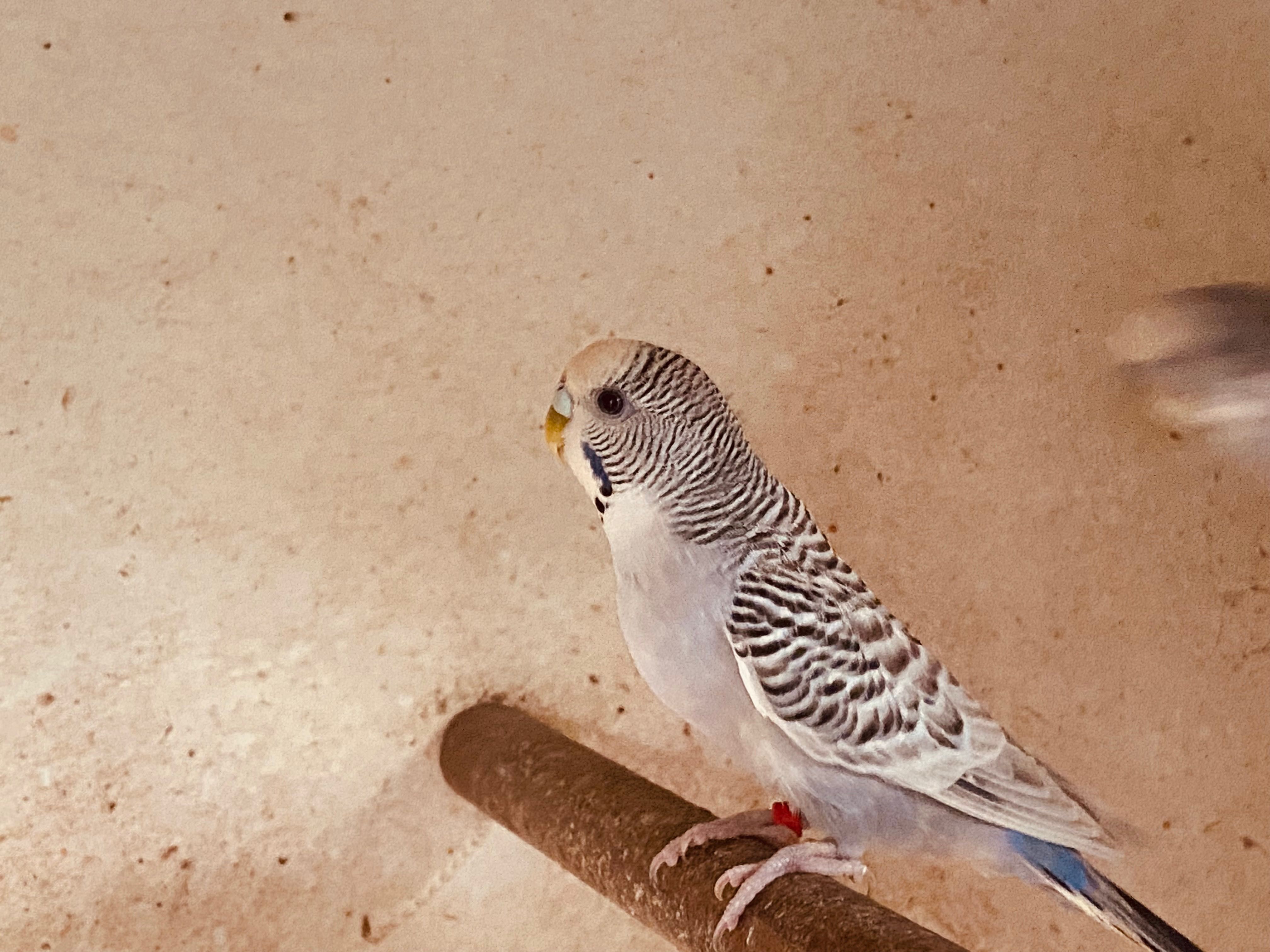 Periquitos texas