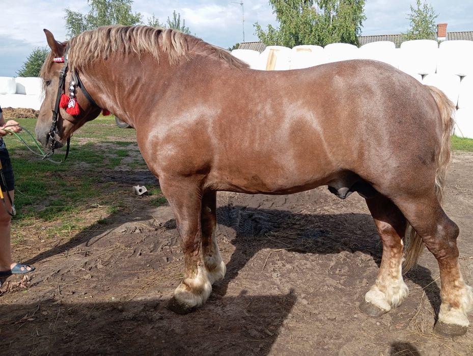 Sprzedam ogiera Sokólskiego