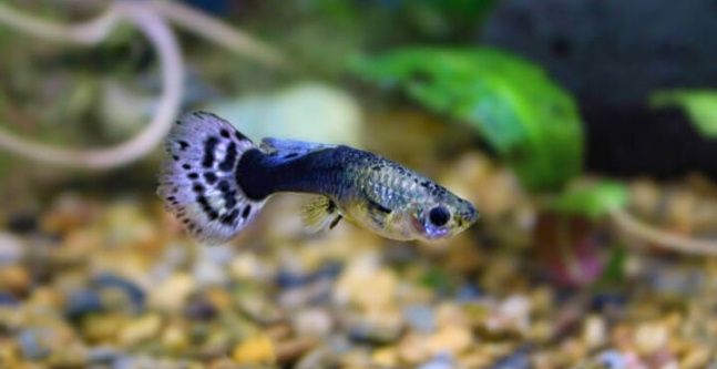 Lindos guppys Endler e blue moscow 1€