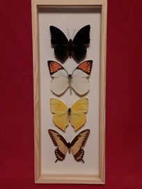 Motyle w ramce 14x35cm Haraxes, Hebomoia, Papilio, Charaxes, Phoebis .