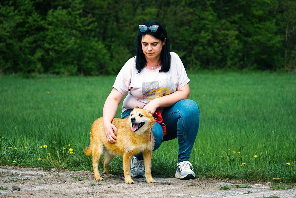 Agat - śliczny, szorstkowłosy pies