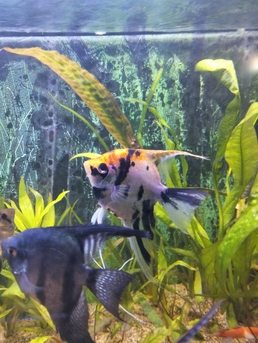 Para skalarów na inne ryby.