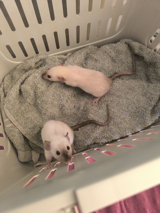 Dwa Szczury Dumbo Syjamskie Rasowe