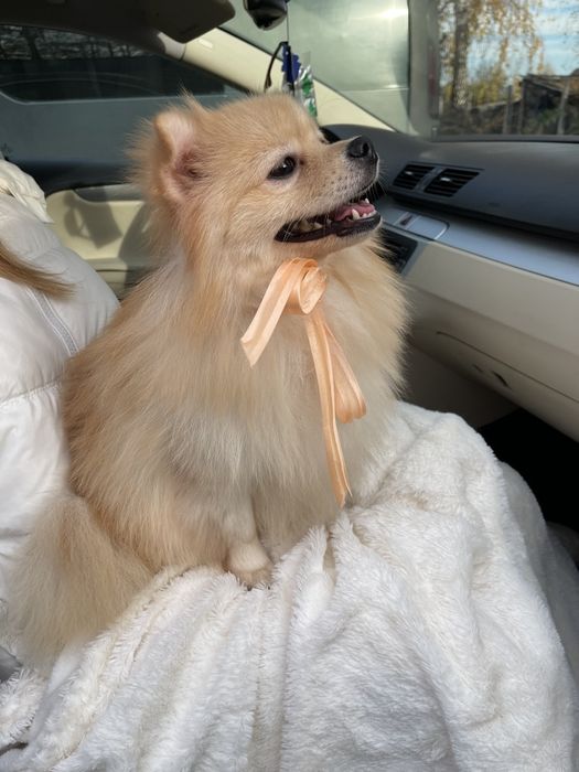 Померанські шпіци — Маленькі щастячка готові до переїзду