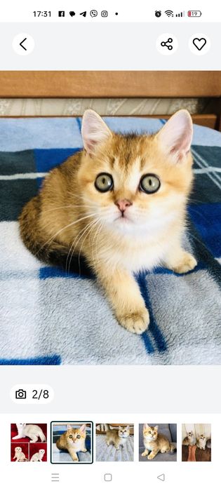 Шотландские   котята. Золотые и серебристые шиншиллы. Купить в Украине