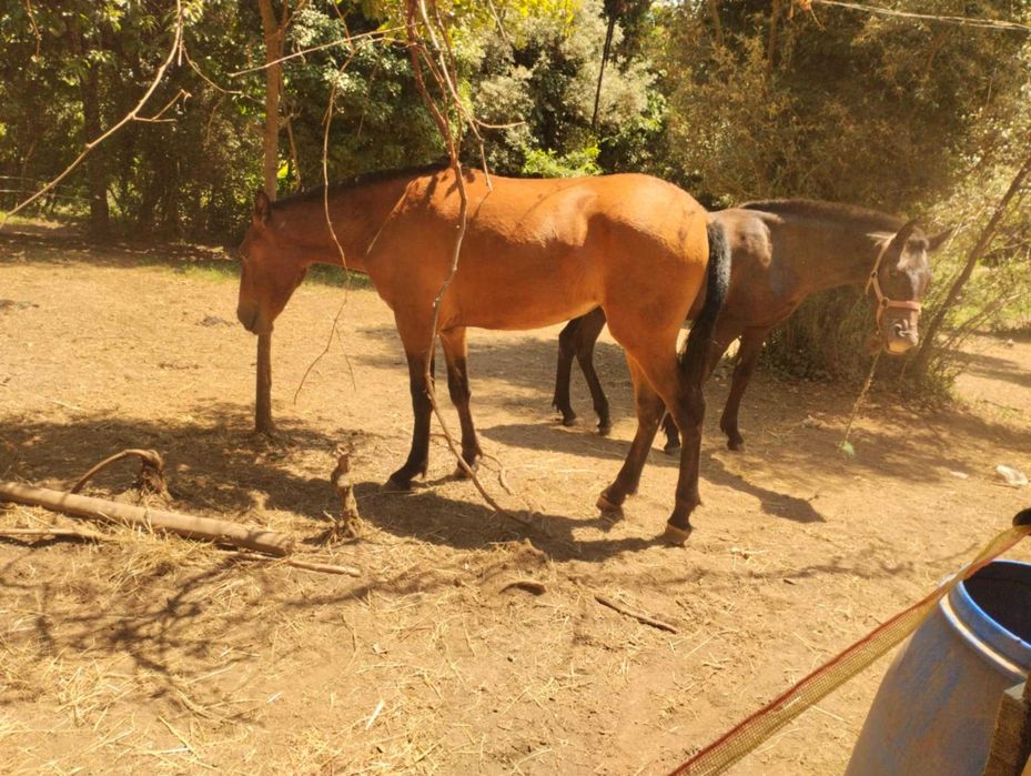 Poldras lusitana