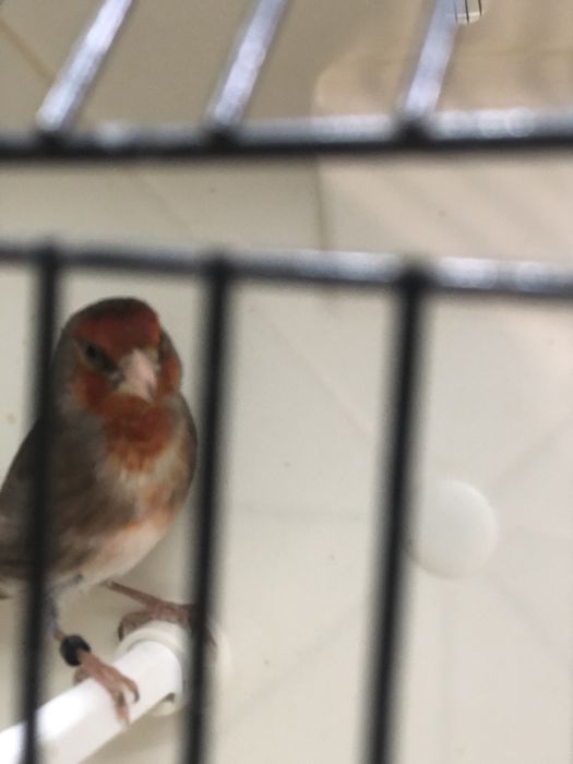 Hibrido de Carduelis Carduelis x Serinus Canaria