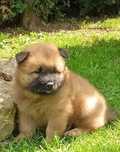 Eurasier pies szczeniak
