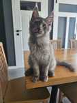 Maine coon czarny dym linia shaded