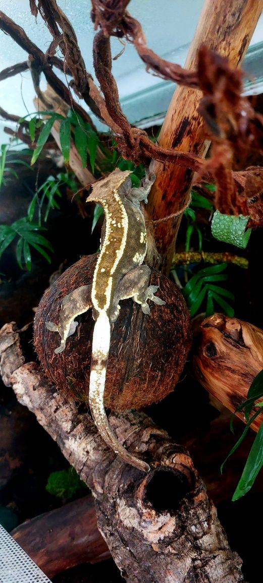 Terrarium tropikalne