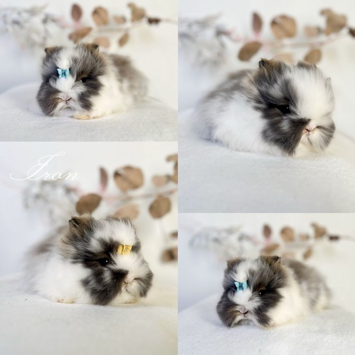 Króliczki Karzełki Teddy oraz mini lopki 100% czysto rasowe