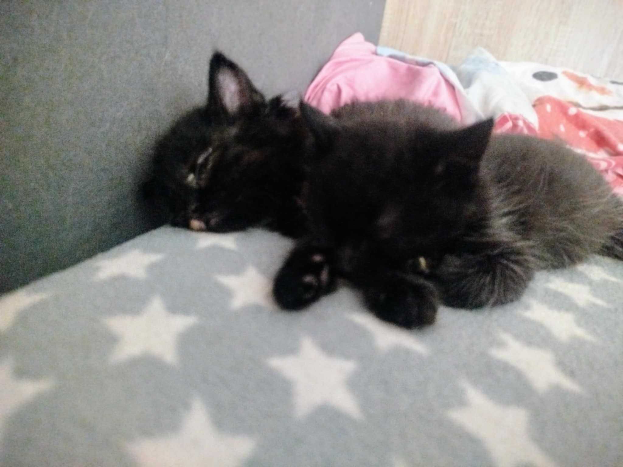 Mały koteczek do adopcji