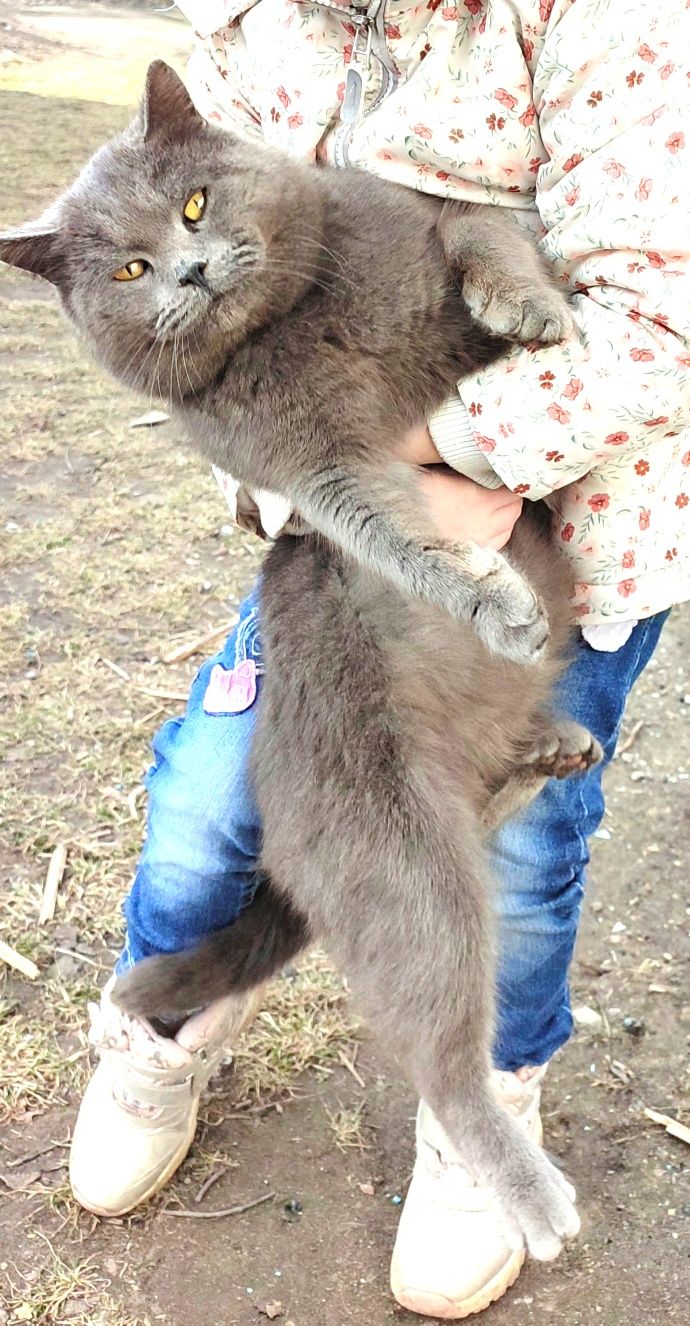 Віддам кошеня Білогір'я/Ямпіль