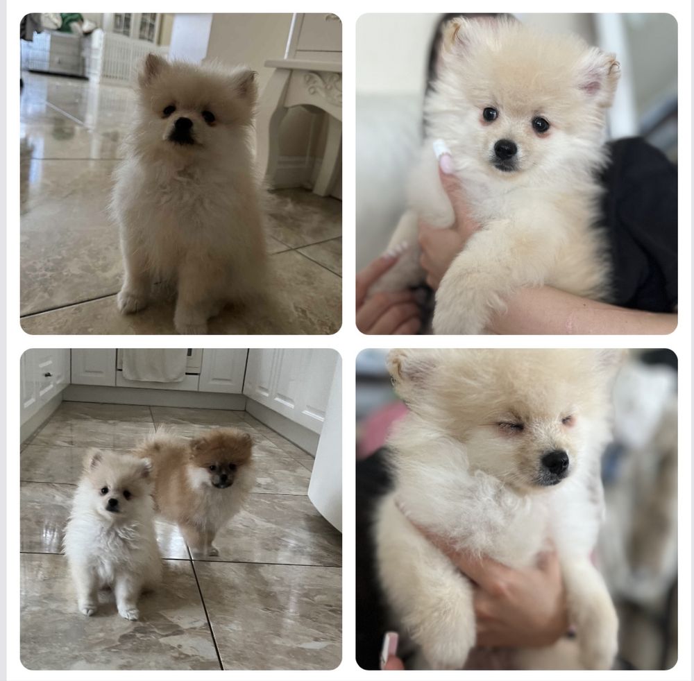 Szpic miniaturowy pomeranian miś xs krem słodziak