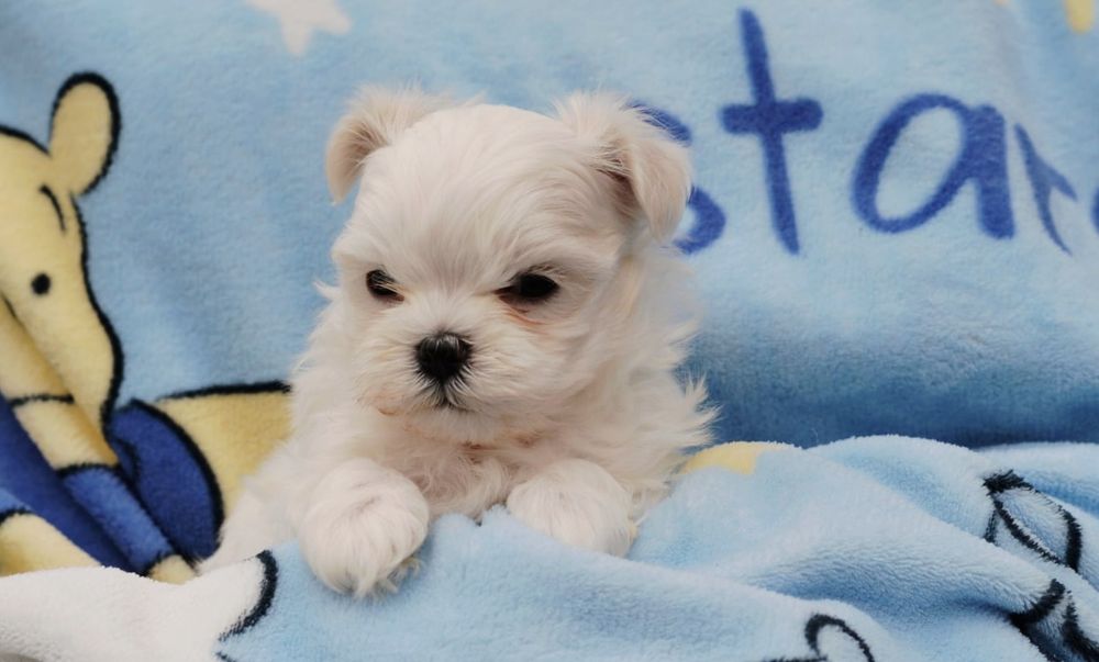 Cudowny  chłopak  maltanczyk