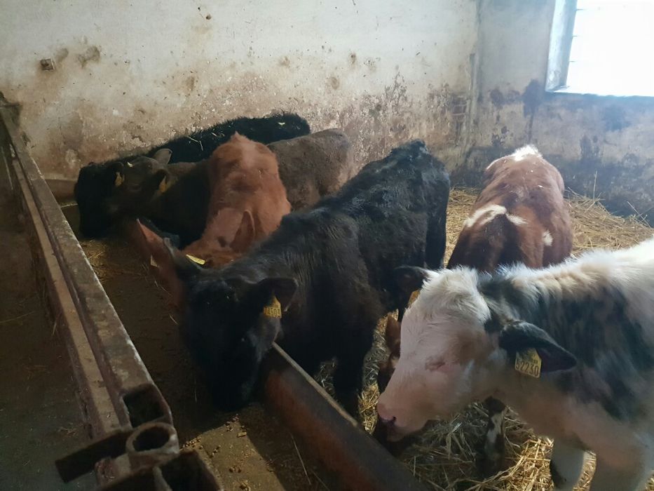 Sprzedam bydło samodzielne POLECAM