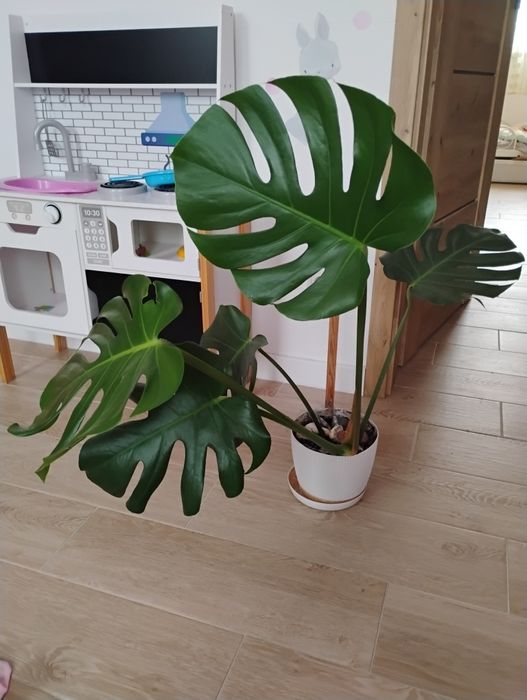 Monstera deliciosa