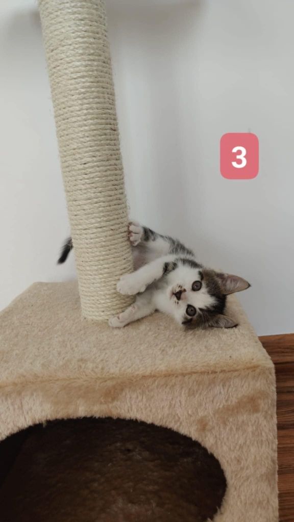 3 znalezione kociaki szukają kochających domów!