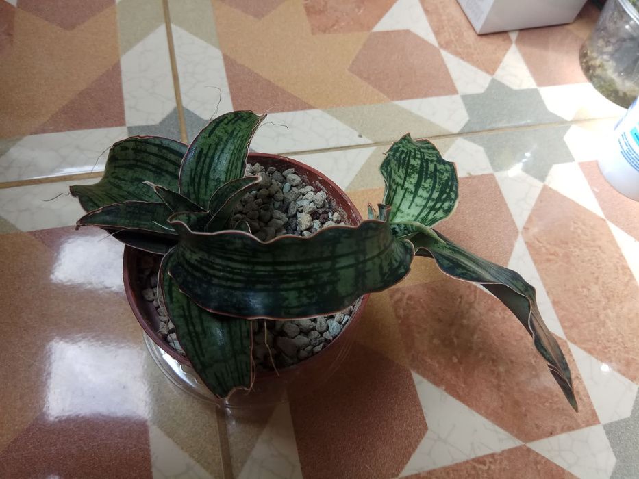 Sansevieria сансевиерия клеопатра