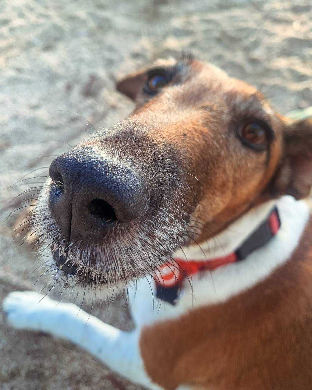Dog Walking in Vilamoura & Quarteira | Passeios de Cães