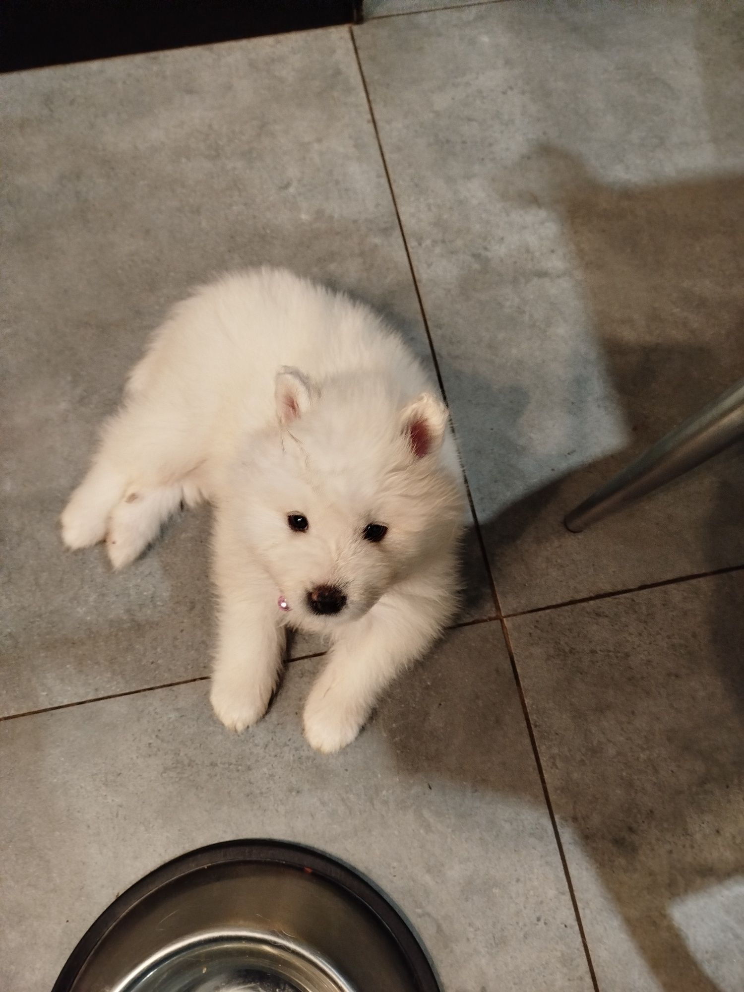 Piesek Samoyed szuka nowego domu