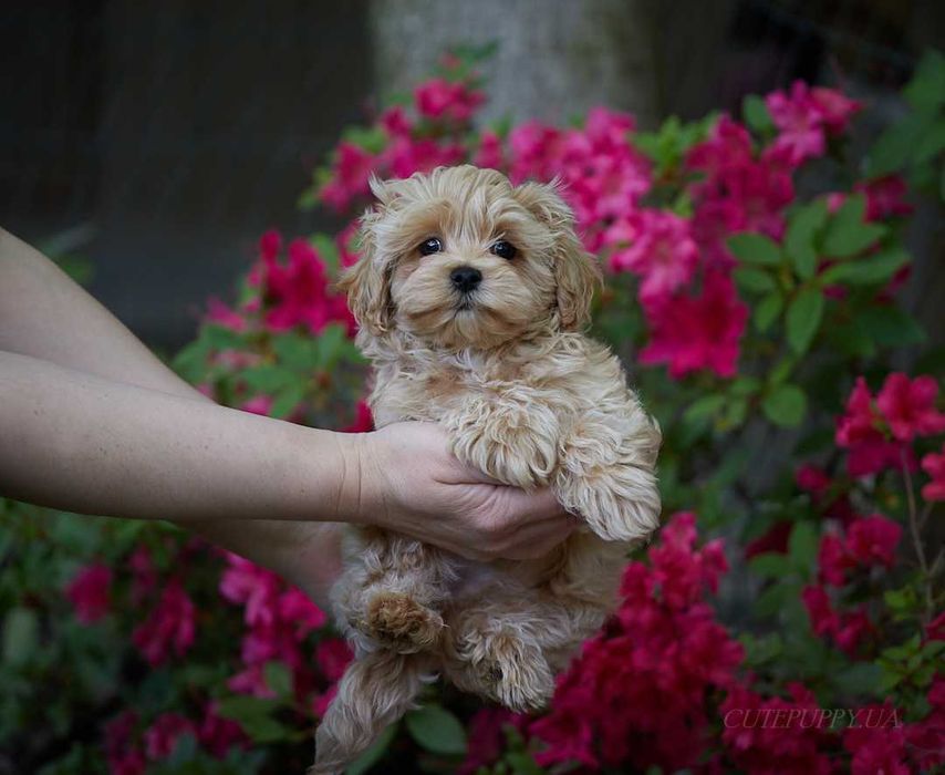 Шикарні цуценята Мальтипу - дівчата
