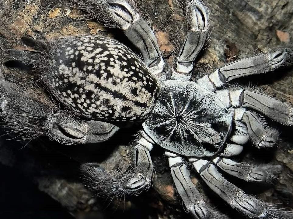 Heteroscodra maculata африканский древесный паук