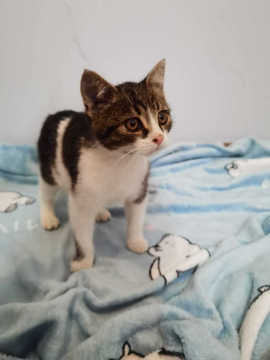 Rozbrykany koci maluch Dior czeka na swojego człowieka