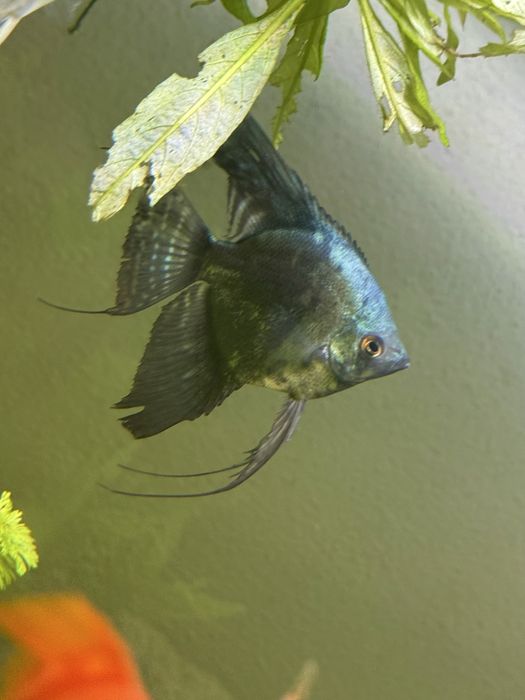 Escalar dark blue pinoy