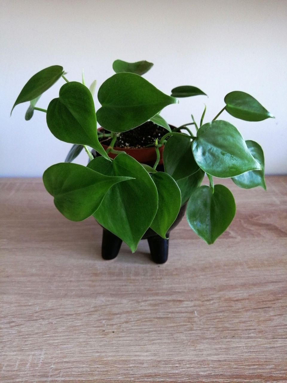 Epipremnum, filodendron, begonia i inne.