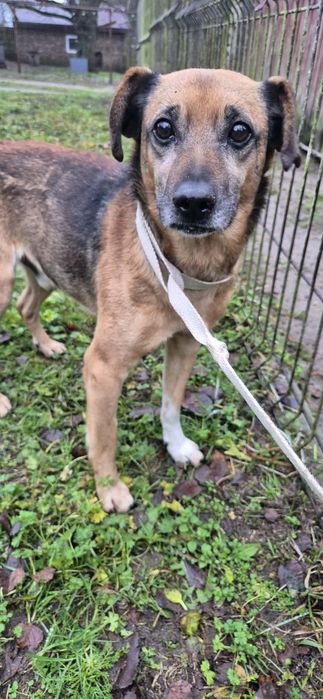 Cudowny pies szuka cudownego domu