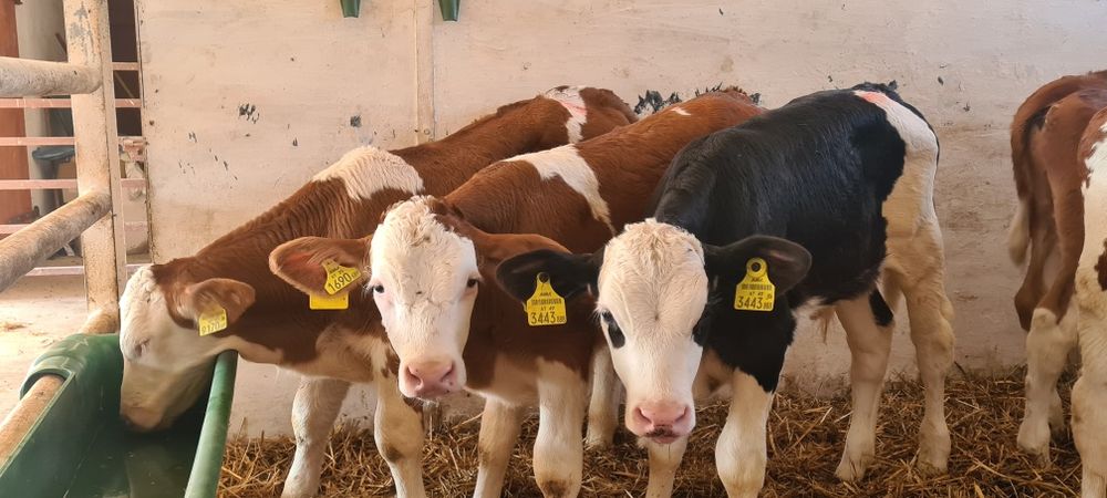 Odsadki Opasy Jałówki Byki Mięsne FINANSOWANIE