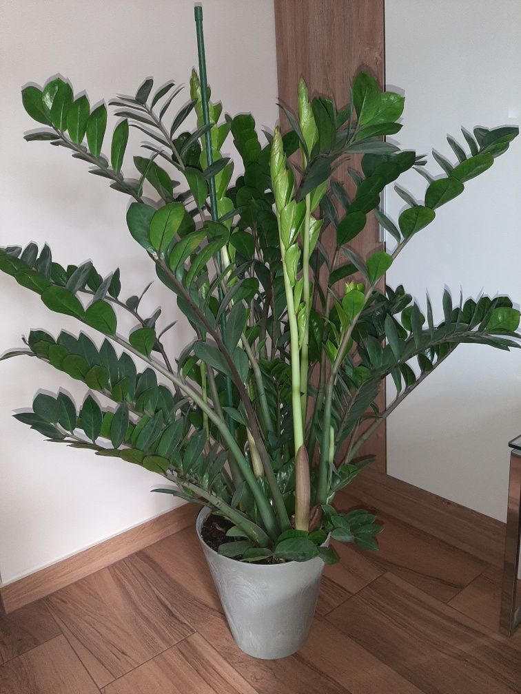 Zamiokulkas zamiolistny, zamioculcas zamiifolia, zamia