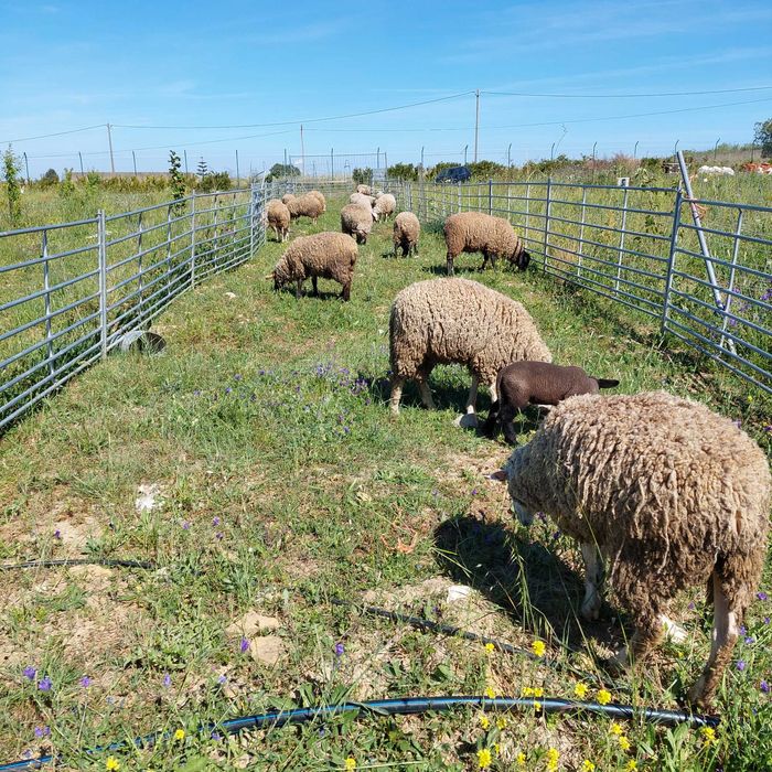 Borregos cruzados com Suffolk e Borregos Ilê de France (machos)