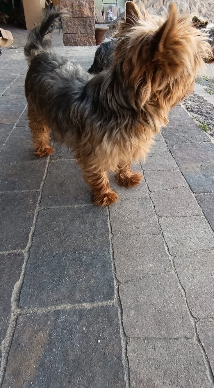 Yorkshire. York terrier Suczka