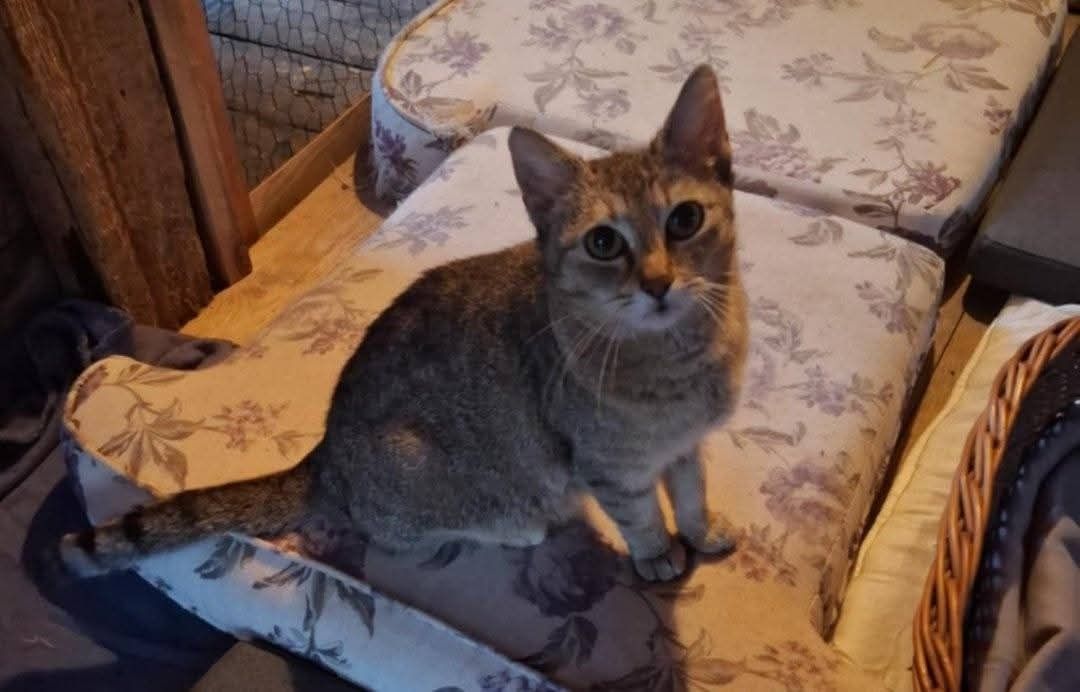 do adopcji kotka PYSIA