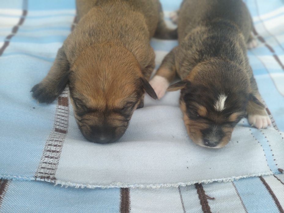 Сладкие пирожочки метисы таксы