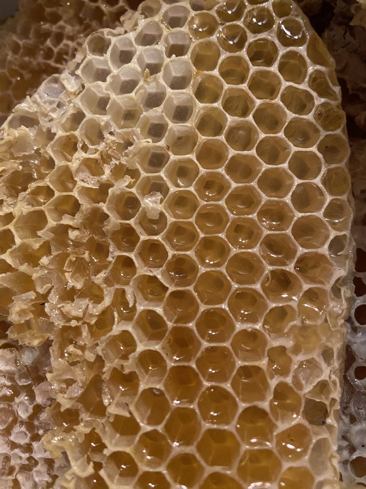 Мед в сотах, стільниковий мед, соти 2023року