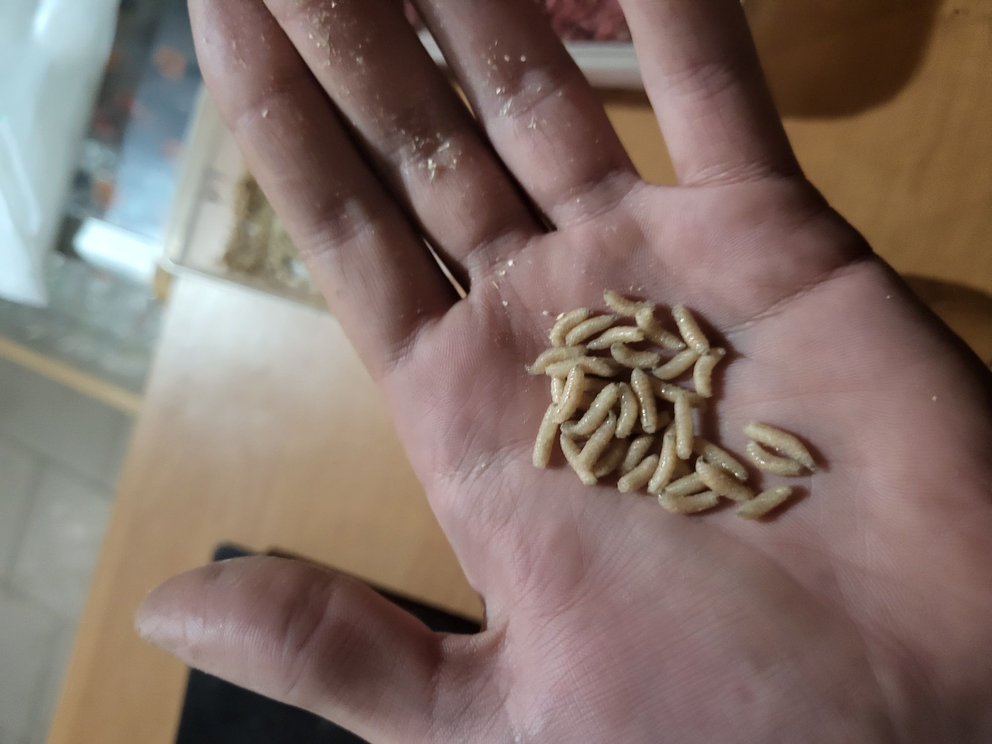 Продам мотиль недорого