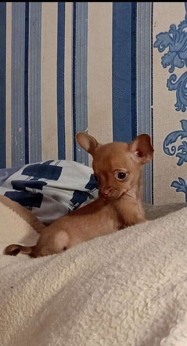 Шикарная малышка Той терьер.