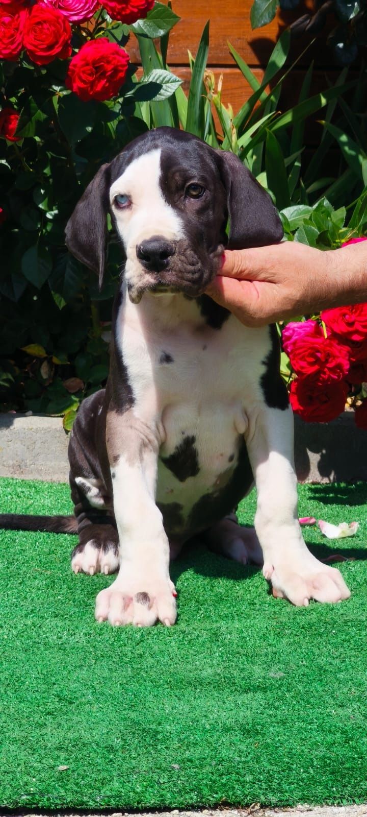 Dog Niemieck gotowy samiec do odbioru