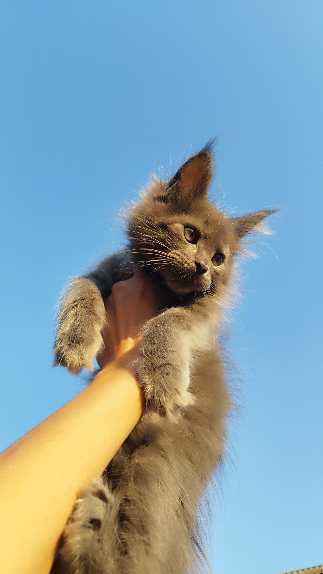 Серенькая кошечка Мейн-кун