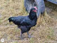 Koguty Australorpy