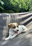 Suczka Jack Russell Terrier z Rodowodem